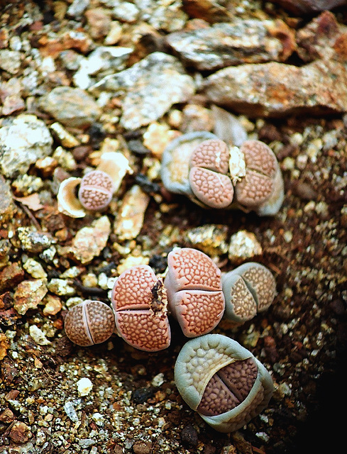 Lithops hallii- dédoublement