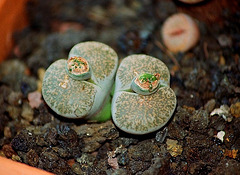 Lithops lesliei kimberley Form