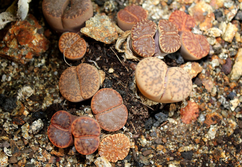 Lithops bromfieldii bromfieldii