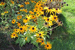 Rudbeckias (2) 2
