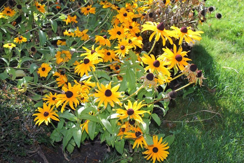 Rudbeckias (2) 2