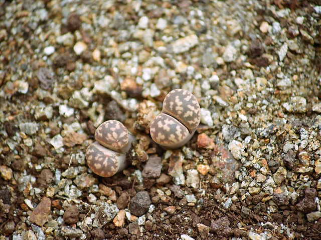 Lithops karasmontana bella