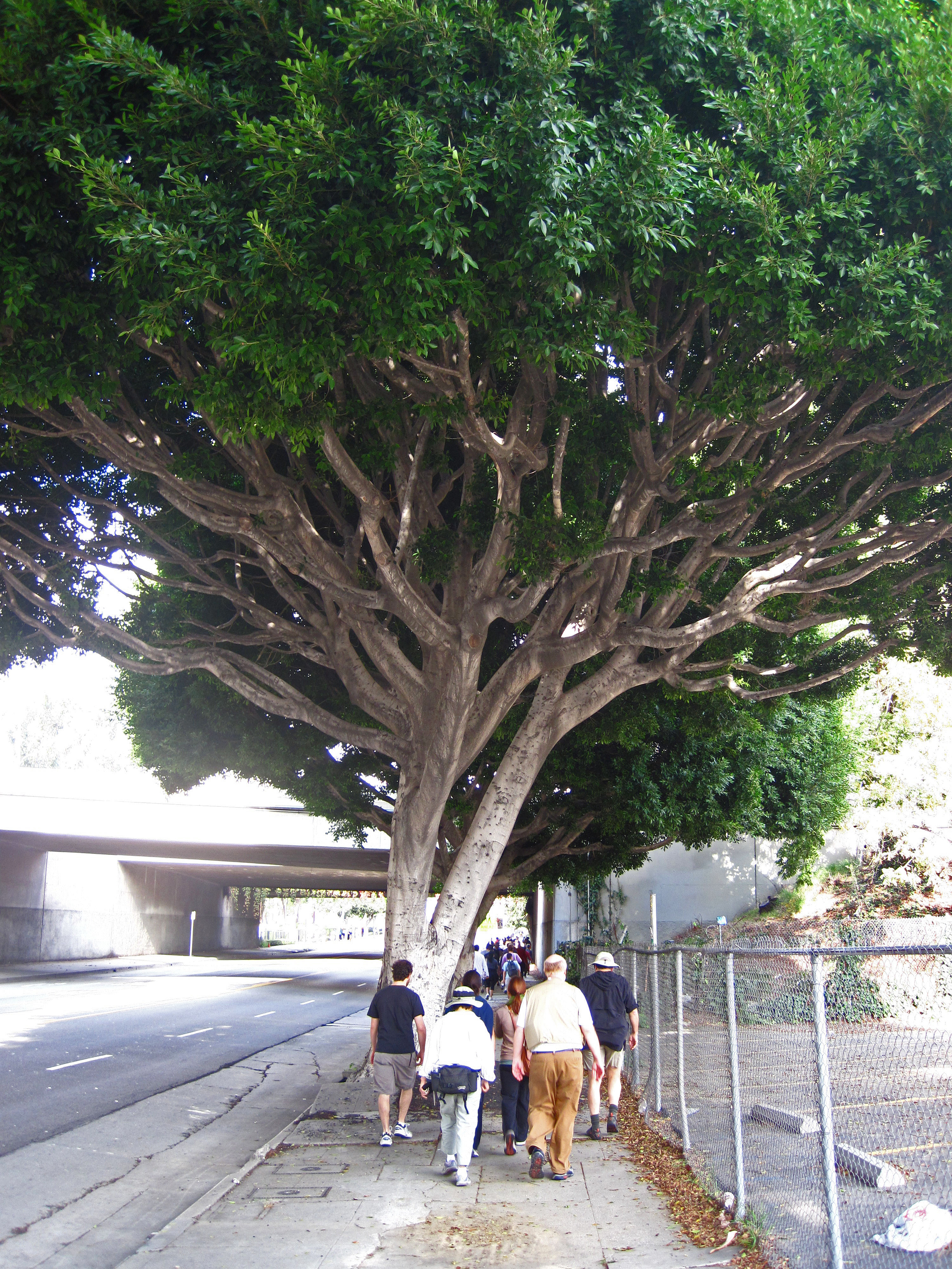 Great L.A. Walk (0967)