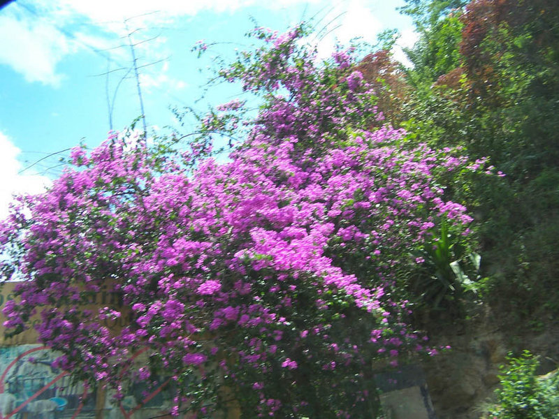 Massif de fleurs...Bougainvillier...