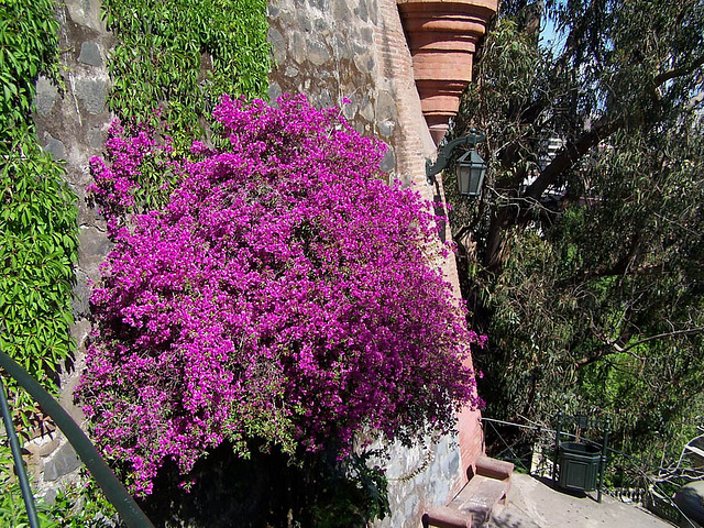 Pan de mur...Bougainvillier...