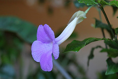 Thunbergia erecta