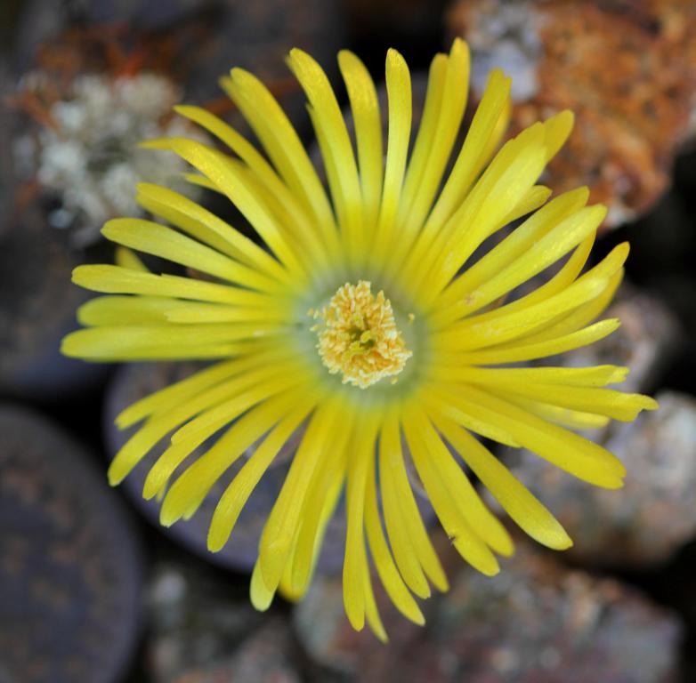 Lithops aucampiae aucampiae Kuruman form-C 325