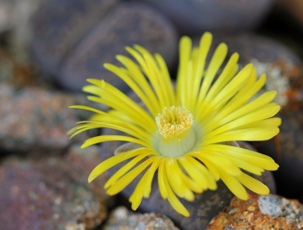 Lithops aucampiae aucampiae Kuruman form-C 325
