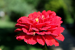 Zinnia rouge