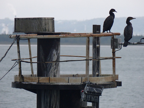 The Cormorants (3) - 21 September 2014