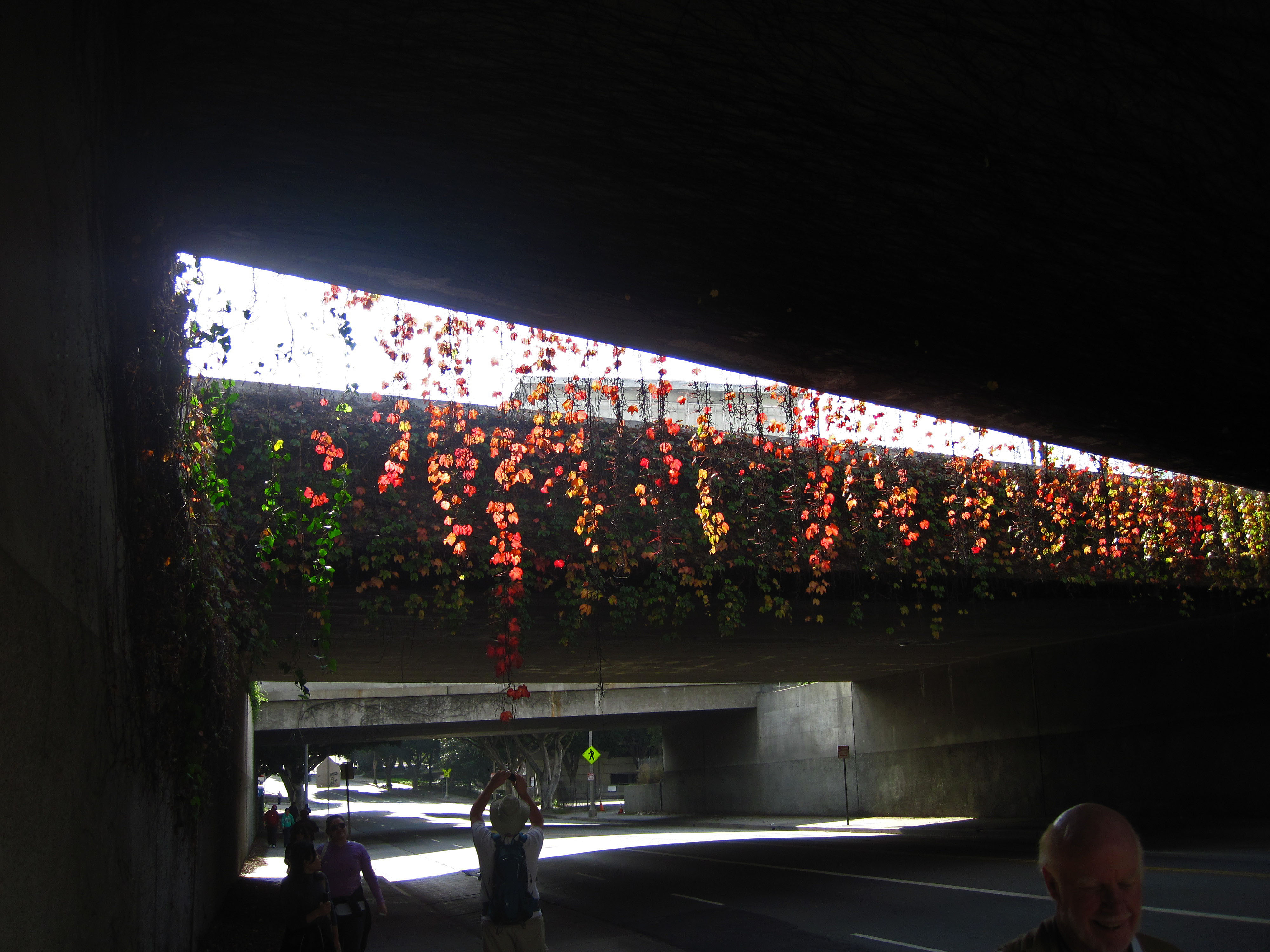 Great L.A. Walk (0973)
