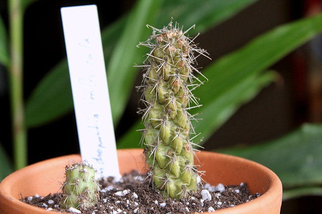 Opuntia imbricata ( 2 clônes)