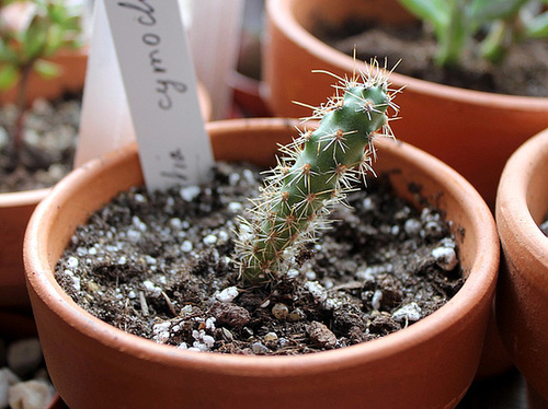 Opuntia cymochilla- semis 2010 de Tephro