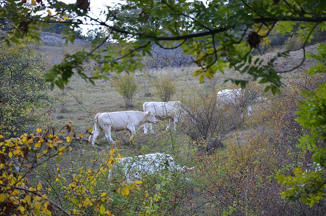 Beaux boeufs blancs