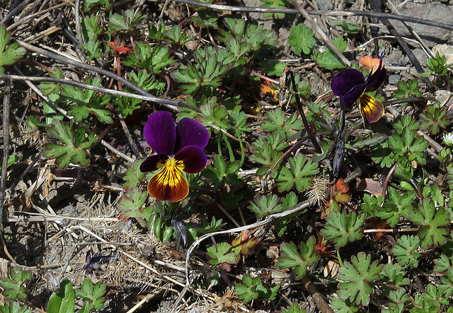 viola ensauvagée