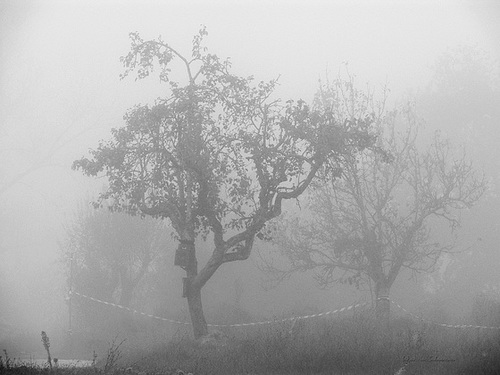 Obstbäume im Nebel