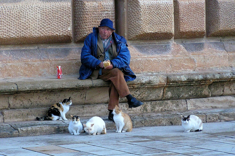 Alhambra Catman