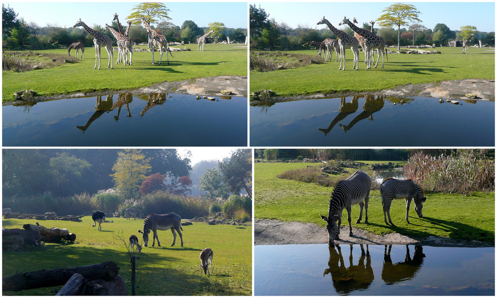 Zoo Leipzig - 2011