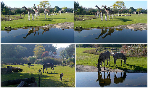 Zoo Leipzig - 2011