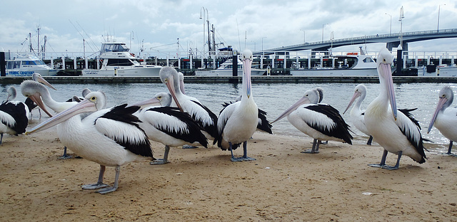 pelicans in San Remo