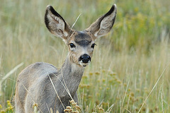 Mule deer