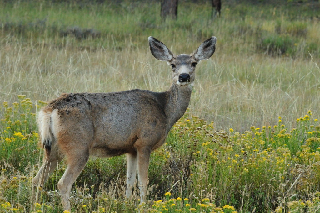 Mule deer 2