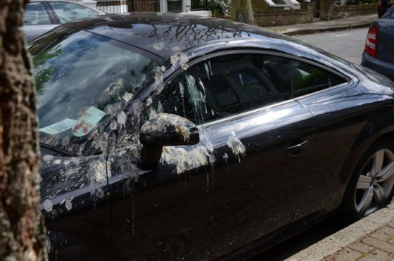 Perils of parking under a tree