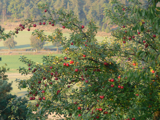 Apfelbaum voll roter Früchte