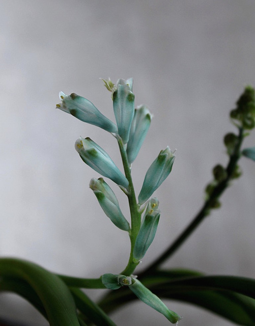 Lachenalia viridiflora