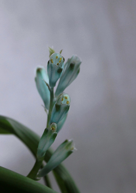 Lachenalia viridiflora