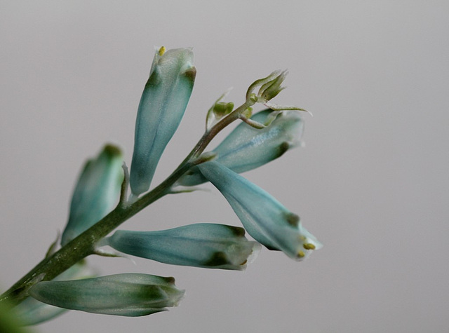 Lachenalia viridiflora