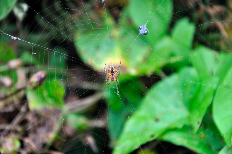 Spinne - Cornwall 110907