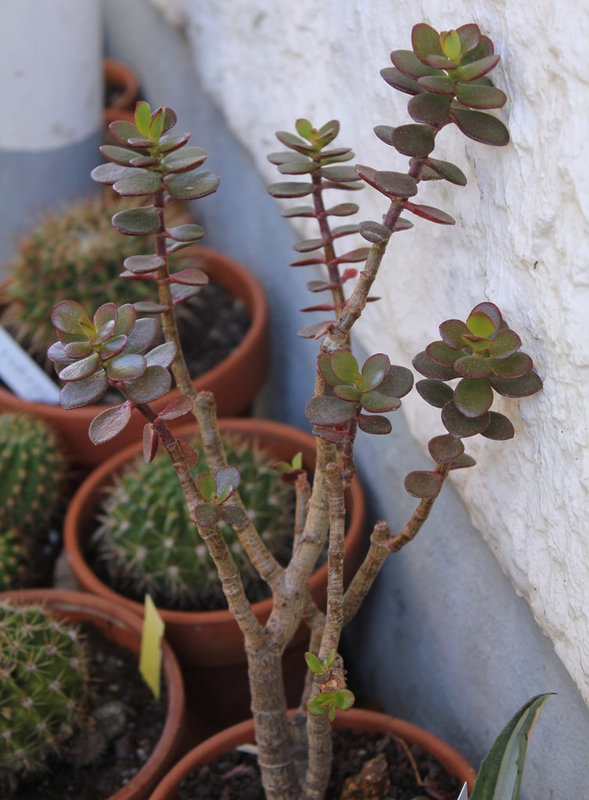 Crassula ovata minor