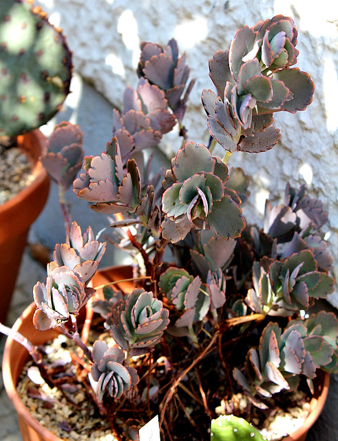 kalanchoe fedtschenkoi