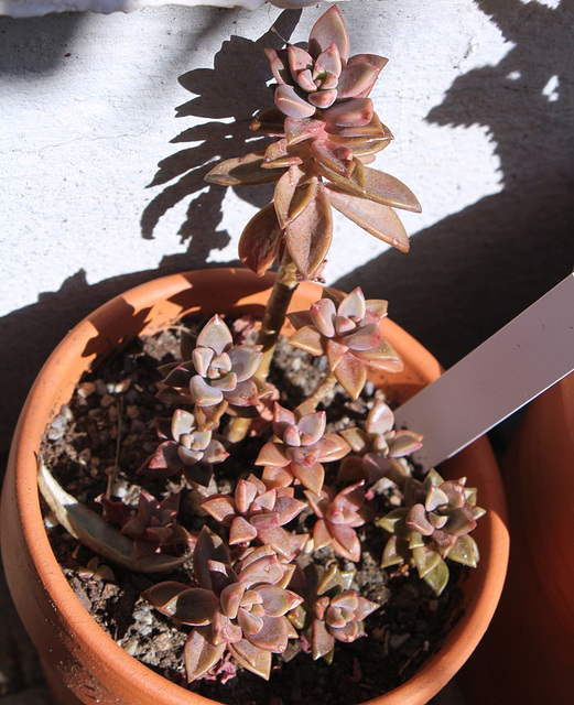 Graptosedum x "Bronze"= "Vera Higgins"