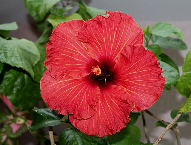 Hibiscus Space Travel (3)