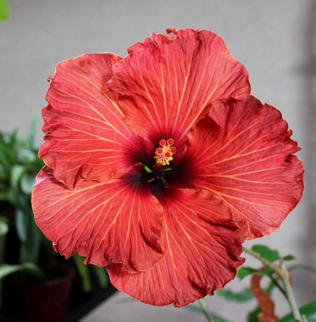 Hibiscus Space Travel (4)