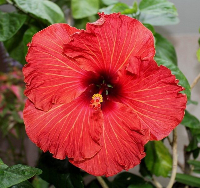 Hibiscus Space Travel