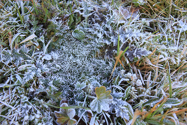 Raureif   -  givre - hoar frost