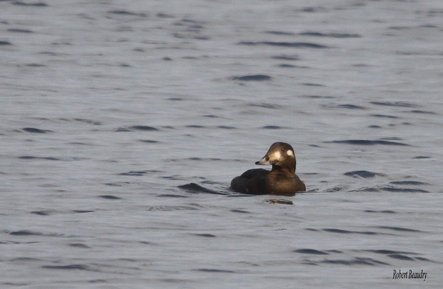 Macreuse brune ( femelle )