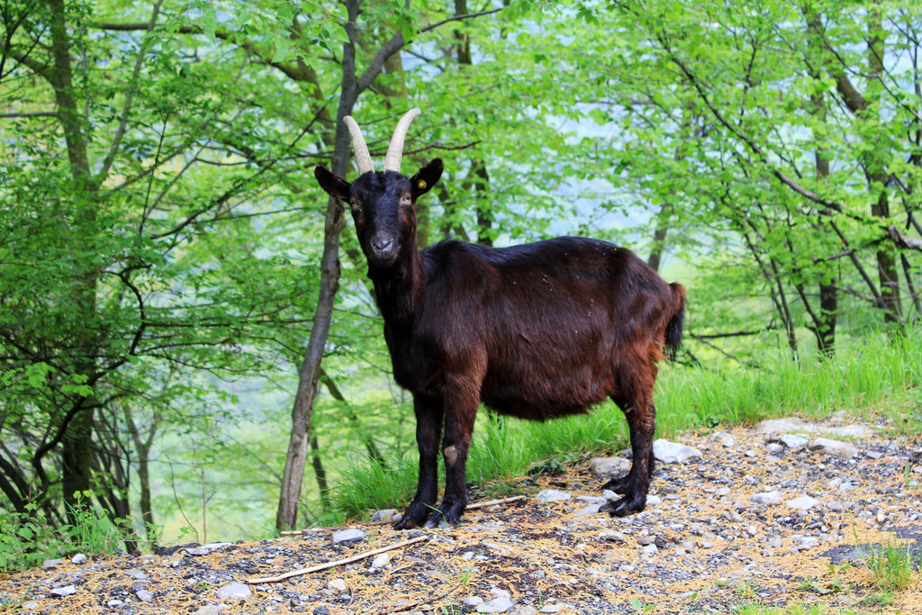 Bergziege hoch über Porlezza