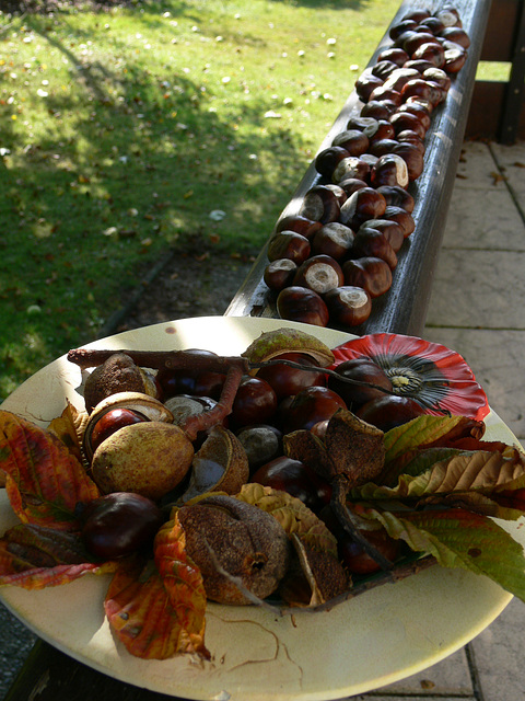 Herbst im Garten