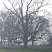 Mist in Trees with a Carl Zeiss Jena 50mm f/2.8 Tessar Lens