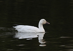 Oie des neiges ( forme blanche )