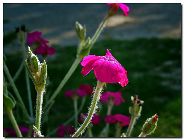 Blüte