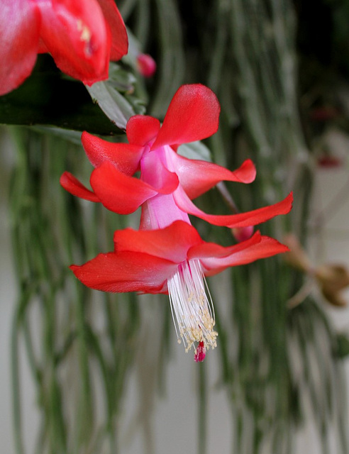 Schlumbergera vermillon profil