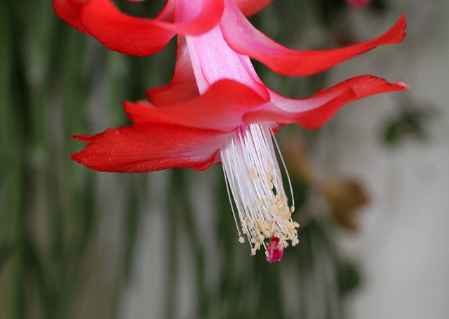 Détail de la fleur
