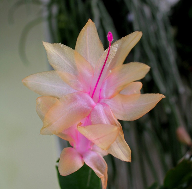 Schlumbergera abricot (3)