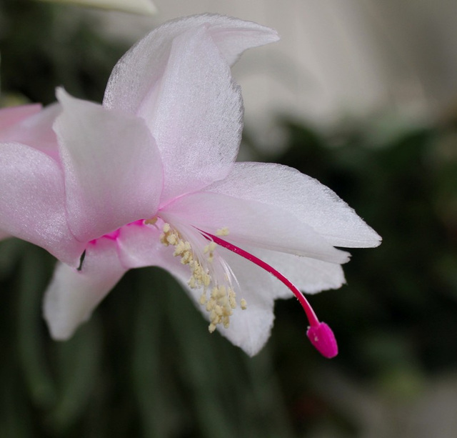 Schlumbergera blanc rosé