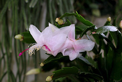 schlumbergera blanc rosé